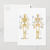 Postale Carte d'anatomie marquée du squelette humain (Devant / Derrière)