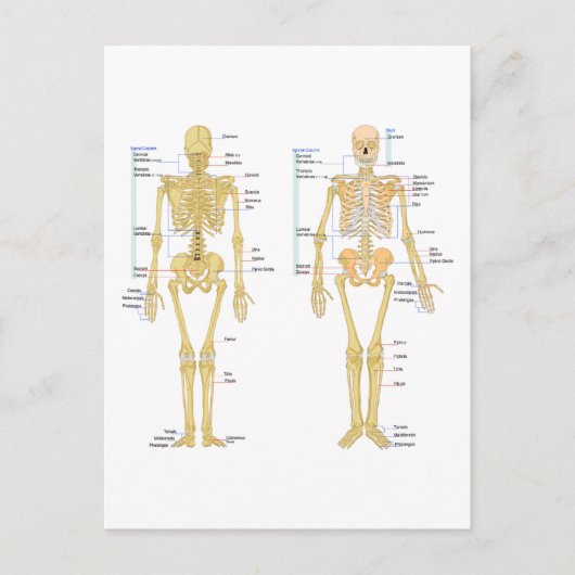 Postale Carte d'anatomie marquée du squelette humain (Devant)