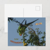 Postale Carte d'anniversaire de la Perruche à collier (Devant / Derrière)