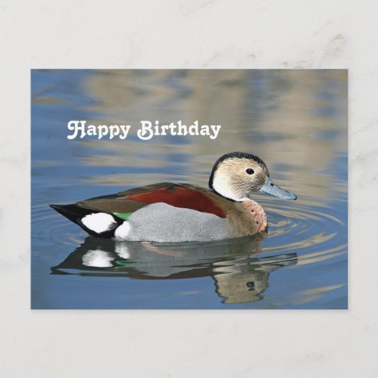 Postale Carte d'anniversaire de photo de canard sarcelle à (Devant)