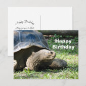 Postale Carte d'anniversaire de photo de tortue terrestre (Devant / Derrière)