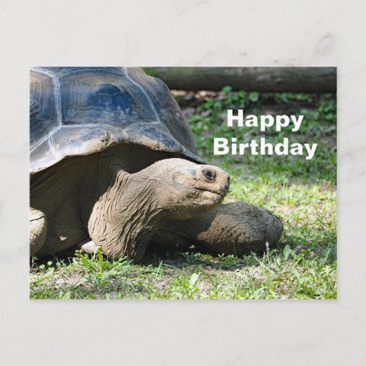 Postale Carte d'anniversaire de tortue faunique (Devant)