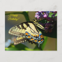 Carte d'anniversaire Papillon Tigre