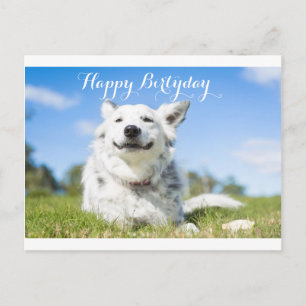 Postale carte d'anniversaire pour chien, personnalisable