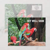 Postale carte de bon rétablissement pour perroquets (Devant / Derrière)