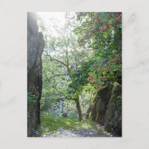 Postale Carte de carrière Tilberthwaite Rowan Tree