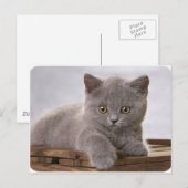 Postale carte de chaton gris mignon (Devant / Derrière)