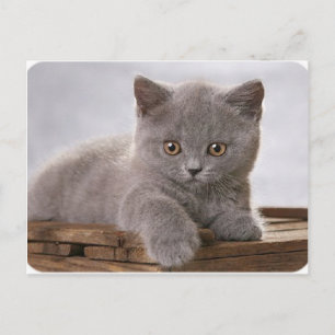 Postale carte de chaton gris mignon