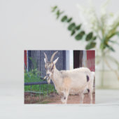 Postale carte de chèvre (Debout devant)