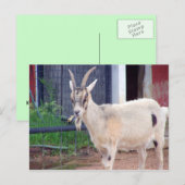 Postale carte de chèvre (Devant / Derrière)