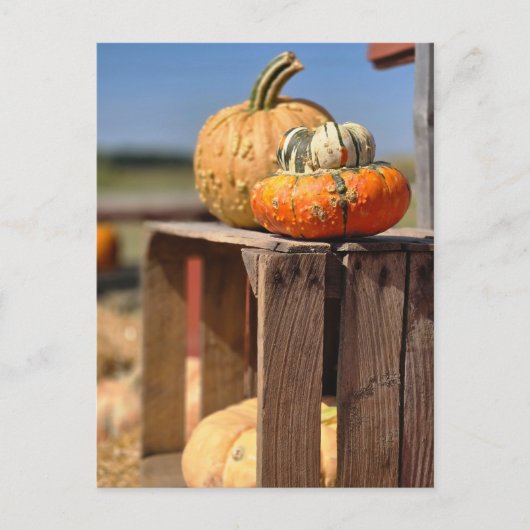 Postale Carte de citrouille et de gourde (Devant)