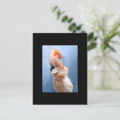 Postale Carte de commerce saumon Crested Cockatoo ACEO (Debout devant)