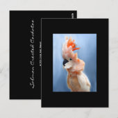 Postale Carte de commerce saumon Crested Cockatoo ACEO (Devant / Derrière)