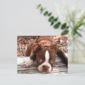 Postale Carte de condoléances Boston Terrier (Debout devant)