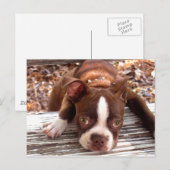 Postale Carte de condoléances Boston Terrier (Devant / Derrière)
