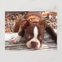 Carte de condoléances Boston Terrier