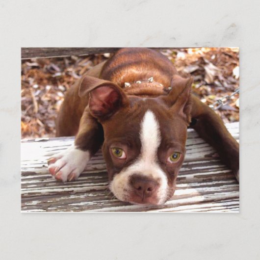 Postale Carte de condoléances Boston Terrier (Devant)