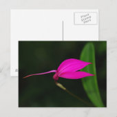 Postale Carte de Fleur (Devant / Derrière)