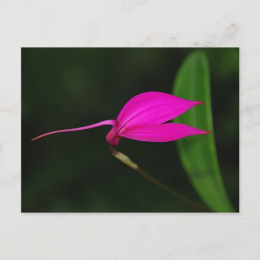 Postale Carte de Fleur (Devant)