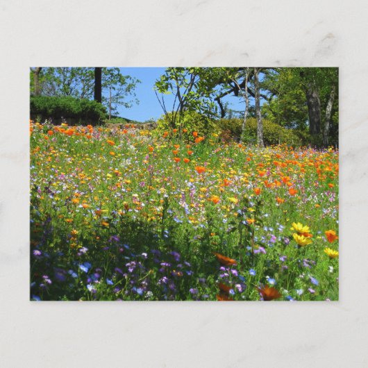 Postale Carte de fleurs sauvages de Napa (Devant)