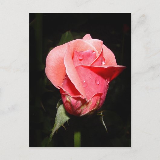 Postale Carte de gouttes de pluie rose (Devant)