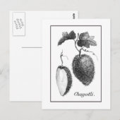 Postale Carte de gravure chayote vintage (Devant / Derrière)