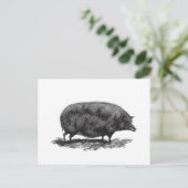 Postale Carte de gravure de porc vintage (Debout devant)
