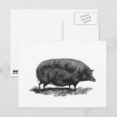 Postale Carte de gravure de porc vintage (Devant / Derrière)