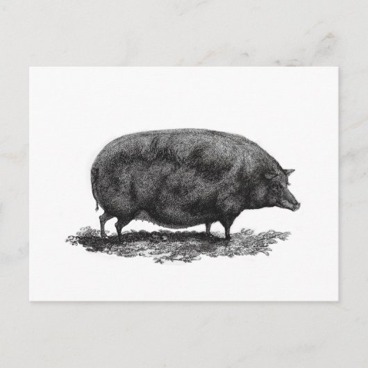Postale Carte de gravure de porc vintage (Devant)