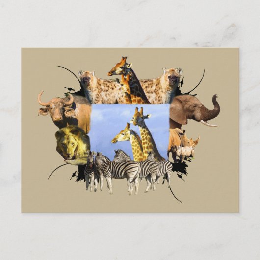 Postale Carte de la Giraffe Frame d'Afrique (Devant)