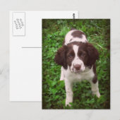 Postale Carte de marionnette espagnole Springer (Devant / Derrière)