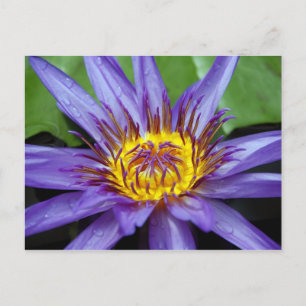 Postale Carte de nénuphar