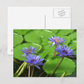 Postale Carte de nénuphars (Devant / Derrière)