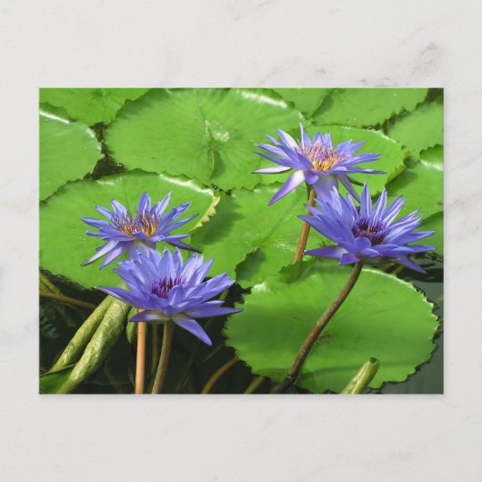 Postale Carte de nénuphars (Devant)