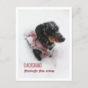 Postale Carte de Noël - Dackel dans la neige