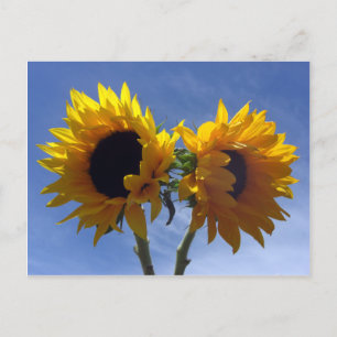 Postale Carte de notes de deux tournesols