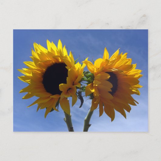 Postale Carte de notes de deux tournesols (Devant)