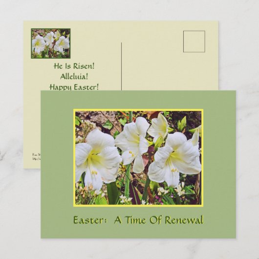 POSTALE CARTE DE PÂQUES/ HEMEROCALLES BLANCHES (Devant / Derrière)