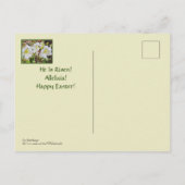 POSTALE CARTE DE PÂQUES/ HEMEROCALLES BLANCHES (Dos)