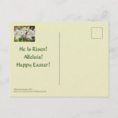 POSTALE CARTE DE PÂQUES/ HÉMÉROCALLIS BLANCS (Dos)