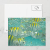 Postale Carte de poisson jamaïcain (Devant / Derrière)