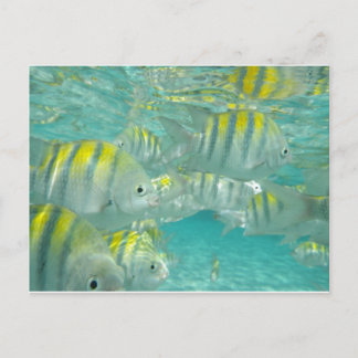 Postale Carte de poisson jamaïcain