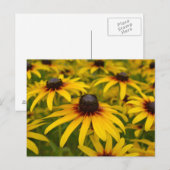 Postale Carte de poste Black Eyed Susans Perspective (Devant / Derrière)