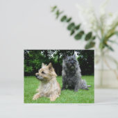 Postale Carte de poste blanche pour chien chiot de Cairn T (Debout devant)