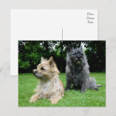 Postale Carte de poste blanche pour chien chiot de Cairn T (Devant / Derrière)