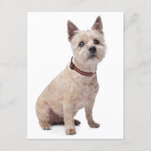 Postale Carte de poste blanche pour chien chiot de Cairn T