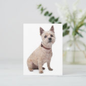 Postale Carte de poste blanche pour chien chiot de Cairn T (Debout devant)
