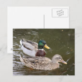 Postale Carte de poste de canards (Devant / Derrière)