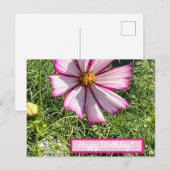 Postale Carte de poste de fleurs Cosmo rose, Joyeux annive (Devant / Derrière)