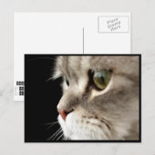 Postale Carte de poste de Kitty à fermeture rapprochée (Devant / Derrière)